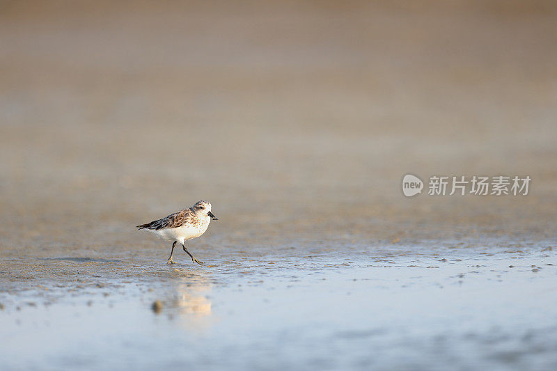 海鸟:成年匙嘴矶鹬(Calidris pygmaea)